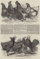 Exhibition of Poultry at Great Yarmouth